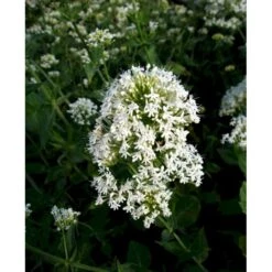 Sporebaldrian 'Albus' Centranthus Ruber 'Albus' 1 Liter Potte -Osmo Salgsbutik mi507 centranthus ruber albus 7403