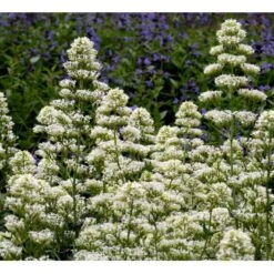 Sporebaldrian 'Albus' Centranthus Ruber 'Albus' 1 Liter Potte -Osmo Salgsbutik mi507 centranthus ruber albus 854e