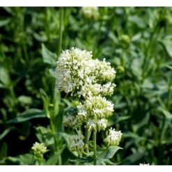 Sporebaldrian 'Albus' Centranthus Ruber 'Albus' 1 Liter Potte -Osmo Salgsbutik mi507 centranthus ruber albus faaa