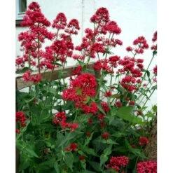 Sporebaldrian 'Coccineus' Centranthus Ruber 'Coccineus' 1 Liter Potte -Osmo Salgsbutik mi508 centranthus ruber coccineus 092f