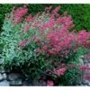 Sporebaldrian 'Coccineus' Centranthus Ruber 'Coccineus' 1 Liter Potte -Osmo Salgsbutik mi508 centranthus ruber coccineus 1e36