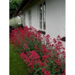 Sporebaldrian 'Coccineus' Centranthus Ruber 'Coccineus' 1 Liter Potte -Osmo Salgsbutik mi508 centranthus ruber coccineus 7996