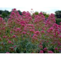 Sporebaldrian 'Coccineus' Centranthus Ruber 'Coccineus' 1 Liter Potte -Osmo Salgsbutik mi508 centranthus ruber coccineus 84e3