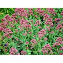 Sporebaldrian 'Coccineus' Centranthus Ruber 'Coccineus' 1 Liter Potte -Osmo Salgsbutik mi508 centranthus ruber coccineus 90d5