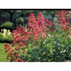 Sporebaldrian 'Coccineus' Centranthus Ruber 'Coccineus' 1 Liter Potte -Osmo Salgsbutik mi508 centranthus ruber coccineus e63d