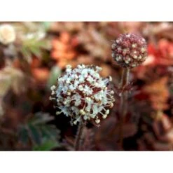 New Zealandsk Tornnød 'Kupferteppich' Acaena Microphylla 'Kupferteppich' 10 Cm. Potte -Osmo Salgsbutik mi51 acaena microphylla kupferteppich 6433