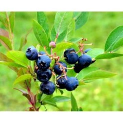 Storfrugtet Blåbær 'Reka' Vaccinium Corymbosum 'Reka' Potte 2,5 Liter, - 25-30 Cm. -Osmo Salgsbutik mi5241 vaccinium corymbosum reka 2da6