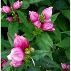 Duehoved Chelone Obliqua 1 Liter Potte -Osmo Salgsbutik mi528 chelone obliqua 0a29