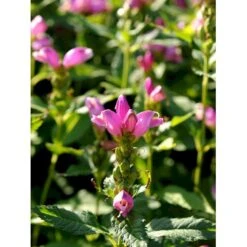 Duehoved Chelone Obliqua 1 Liter Potte -Osmo Salgsbutik mi528 chelone obliqua 30ee