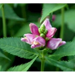 Duehoved Chelone Obliqua 1 Liter Potte -Osmo Salgsbutik mi528 chelone obliqua 4139