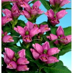 Duehoved Chelone Obliqua 1 Liter Potte -Osmo Salgsbutik mi528 chelone obliqua 6739