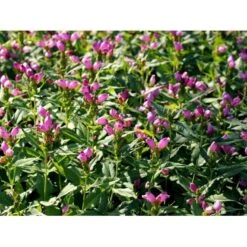 Duehoved Chelone Obliqua 1 Liter Potte -Osmo Salgsbutik mi528 chelone obliqua 78eb