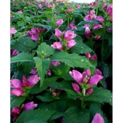 Duehoved Chelone Obliqua 1 Liter Potte -Osmo Salgsbutik mi528 chelone obliqua ee45