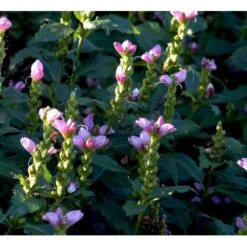 Duehoved Chelone Obliqua 1 Liter Potte -Osmo Salgsbutik mi528 chelone obliqua f223