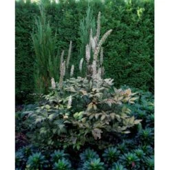 Sølvlys 'Brunette' Actaea Simplex 'Brunette' 1 Liter Potte -Osmo Salgsbutik mi535 cimicifuga ramosa brunette 1784