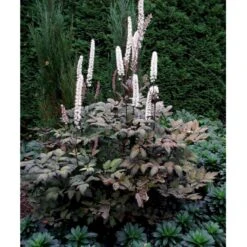 Sølvlys 'Brunette' Actaea Simplex 'Brunette' 1 Liter Potte -Osmo Salgsbutik mi535 cimicifuga ramosa brunette 8947
