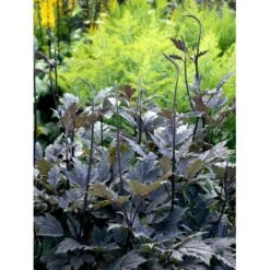 Sølvlys 'Brunette' Actaea Simplex 'Brunette' 1 Liter Potte -Osmo Salgsbutik mi535 cimicifuga ramosa brunette cb2c