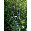 Anis Isop 'Black Adder' Agastache Hybrid 'Black Adder' 1 Liter Potte -Osmo Salgsbutik mi5390 indianermynte black adder 02c8
