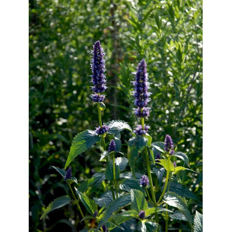 Anis Isop 'Black Adder' Agastache Hybrid 'Black Adder' 1 Liter Potte 3 Anis Isop 'Black Adder' Agastache Hybrid 'Black Adder' 1 Liter Potte