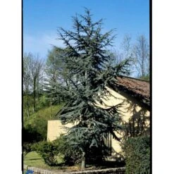 Libanon Ceder 'Glauca' Cedrus Libani 'Glauca' Potte 15 Liter,- 125-150 Cm. -Osmo Salgsbutik mi5432 cedrus libani nana 16f2