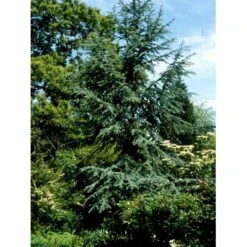 Libanon Ceder 'Glauca' Cedrus Libani 'Glauca' Potte 15 Liter,- 125-150 Cm. -Osmo Salgsbutik mi5432 cedrus libani nana 53c5