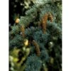 Libanon Ceder 'Glauca' Cedrus Libani 'Glauca' Potte 15 Liter,- 125-150 Cm. -Osmo Salgsbutik mi5432 cedrus libani nana 65ff