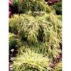 Trådcypres 'Filifera Sungold' Chamaecyparis Pisifera 'Filifera Sungold' Potte 2,0 Liter,- 30-40 Cm. 2 Trådcypres 'Filifera Sungold' Chamaecyparis Pisifera 'Filifera Sungold' Potte 2,0 Liter,- 30-40 Cm. -Osmo Salgsbutik mi5444 chamaecyp pisif filifera sungold bfa3