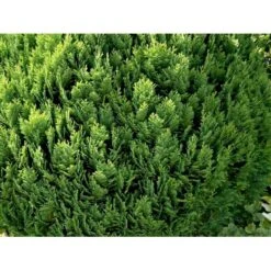 Ædelcypres 'Globosa' Chamaecyparis Lawsoniana 'Globosa' Potte 3,0 Liter,- 30-40 Cm. -Osmo Salgsbutik mi5479 chamaecyparis laws globosa edab