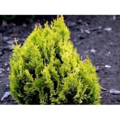 Dværg Ædelcypres 'Minima Aurea' Chamaecyparis Lawsoniana 'Minima Aurea' Potte 3,0 Liter,- 25-30 Cm. -Osmo Salgsbutik mi5500 chamaecyparis laws minima aurea 2fec