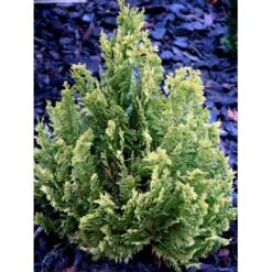 Dværg Ædelcypres 'Minima Aurea' Chamaecyparis Lawsoniana 'Minima Aurea' Potte 3,0 Liter,- 25-30 Cm. -Osmo Salgsbutik mi5500 chamaecyparis laws minima aurea dfc0
