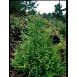 Ædelcypres 'Stardust' Chamaecyparis Lawsoniana 'Stardust' Potte 2,0 Liter,- 25-30 Cm. -Osmo Salgsbutik mi5516 chamaecyparis laws stardust 6696