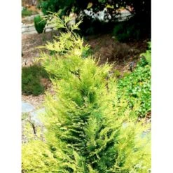 Ædelcypres 'Stardust' Chamaecyparis Lawsoniana 'Stardust' Potte 2,0 Liter,- 25-30 Cm. -Osmo Salgsbutik mi5516 chamaecyparis laws stardust 74c9