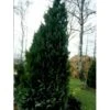 Ædelcypres 'White Spot Chamaecyparis Lawsoniana 'white Spot Med Klump,- 80-100 Cm. -Osmo Salgsbutik mi5520 chamaecyparis laws white spot a334