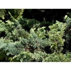 Søjle Ædelcypres 'Wisselii' Chamaecyparis Lawsoniana 'Wisselii' Potte 3,0 Liter,- 40-60 Cm. -Osmo Salgsbutik mi5521 chamaecyparis laws wisselii 3d97