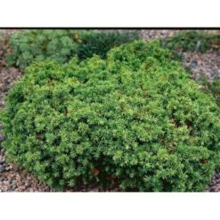 Japansk Kryptomeria 'Vilmoriniana' Cryptomeria Japonica 'Vilmoriniana' Potte 2,0 Liter,- 15-20 Cm. -Osmo Salgsbutik mi5602 cryptomeria japonica vilmoriniana 6488