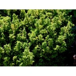 Japansk Kryptomeria 'Vilmoriniana' Cryptomeria Japonica 'Vilmoriniana' Potte 2,0 Liter,- 15-20 Cm. -Osmo Salgsbutik mi5602 cryptomeria japonica vilmoriniana fead