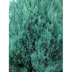 Kinesisk Enebær 'Stricta' Juniperus Chinensis 'Stricta' Potte 3,0 Liter,- 40-60 Cm. -Osmo Salgsbutik mi5634 40 cm 2317