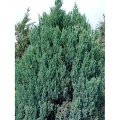 Kinesisk Enebær 'Stricta' Juniperus Chinensis 'Stricta' Potte 3,0 Liter,- 40-60 Cm. -Osmo Salgsbutik mi5634 40 cm 9c9b