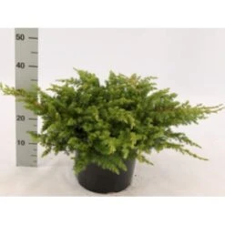 Strand Enebær 'Schlager' Juniperus Conferta 'Schlager' Potte 3,0 Liter,- 30-40 Cm. -Osmo Salgsbutik mi5662 juniperus conferta schlager 4cca