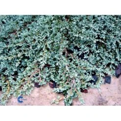 Krybende Enebær 'Icee Blue' Juniperus Horizontalis 'Icee Blue' Potte 3,0 Liter,- 25-30 Cm. 9 Krybende Enebær 'Icee Blue' Juniperus Horizontalis 'Icee Blue' Potte 3,0 Liter,- 25-30 Cm. -Osmo Salgsbutik mi5675 juniperus horiz icee blue 8045