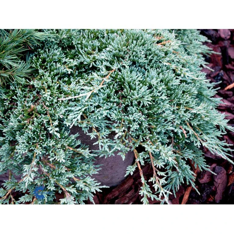 Krybende Enebær 'Icee Blue' Juniperus Horizontalis 'Icee Blue' Potte 3,0 Liter,- 25-30 Cm. 6 Krybende Enebær 'Icee Blue' Juniperus Horizontalis 'Icee Blue' Potte 3,0 Liter,- 25-30 Cm. - Billede 4
