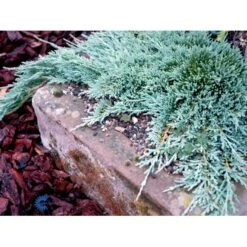 Krybende Enebær 'Icee Blue' Juniperus Horizontalis 'Icee Blue' Potte 3,0 Liter,- 25-30 Cm. 11 Krybende Enebær 'Icee Blue' Juniperus Horizontalis 'Icee Blue' Potte 3,0 Liter,- 25-30 Cm. -Osmo Salgsbutik mi5675 juniperus horiz icee blue e6cf