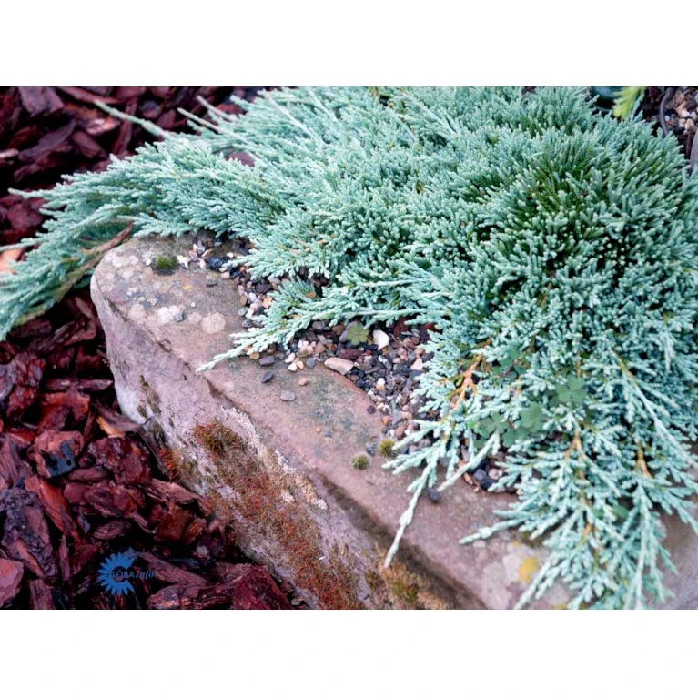 Krybende Enebær 'Icee Blue' Juniperus Horizontalis 'Icee Blue' Potte 3,0 Liter,- 25-30 Cm. 7 Krybende Enebær 'Icee Blue' Juniperus Horizontalis 'Icee Blue' Potte 3,0 Liter,- 25-30 Cm. - Billede 5