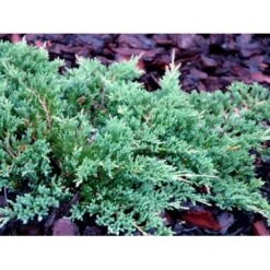 Krybende Enebær 'Prince Of Wales' Juniperus Horizontalis 'Prince Of Wales' Potte 2,0 Liter,- 20-25 Cm. -Osmo Salgsbutik mi5680 juniperus horiz prince of wales d99b