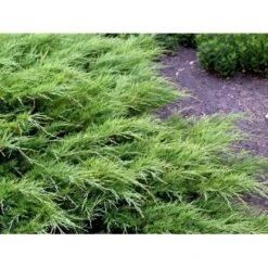 Sevenbom Juniperus Sabina Potte 5,0 Liter,- 40-50 Cm. -Osmo Salgsbutik mi5688 juniperus sabina efe6