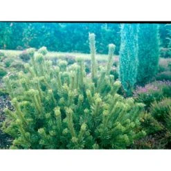 Bjergfyr 'Mughus' Pinus Mugo 'Mughus' Potte 7,5 Liter 40-60 Cm. -Osmo Salgsbutik mi5788 pinus mugo var mughus 6287 1