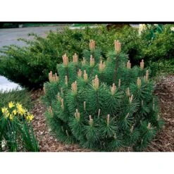 Krybende Bjergfyr 'Pumilio' Pinus Mugo Var. 'Pumilio' Potte 3,0 Liter,- 20-25 Cm. -Osmo Salgsbutik mi5790 pinus mugo var pumilio 56ed