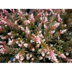 Sydtaks 'County Park Fire' Podocarpus 'County Park Fire' Potte 3,0 Liter,- 15-20 Cm. -Osmo Salgsbutik mi5816 podocarpus county park fire db34