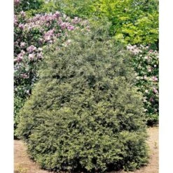 Hønsebenstræ Thujopsis Dolabrata Potte 2,5 Liter, - 25-30 Cm.