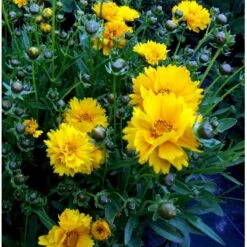 Skønhedsøje 'Sunray' Coreopsis Grandiflora 'Sunray' 1 Liter Potte -Osmo Salgsbutik mi599 coreopsis grandiflora sunray a8ff